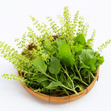 2 Holy Basil Plants Live, 3-6 Inches Tall
