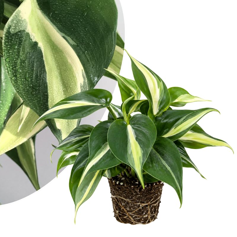Stripe Philodendron Live Plant 4-6 Inches, Easy Care Indoor Houseplant for Home and Office, Tropical Foliage Philodendron