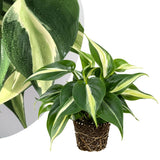 Stripe Philodendron Live Plant 4-6 Inches, Easy Care Indoor Houseplant for Home and Office, Tropical Foliage Philodendron