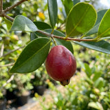 2 Strawberry Guava Live Plants, Sweet Guava Plant, 4-6 Inch Tall