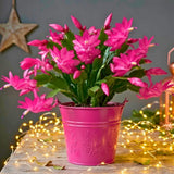 Pink Holiday Cactus Live Plant, Well-Rooted Houseplant, 5-9 Inch Tall