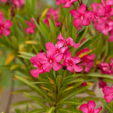 2 Pink Oleander Live Plants, Landscape Flower Bush, 4-6 Inch Tall