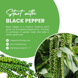 Black Pepper Plant, 4-6 Inch Tall, Piper Nigrum Vine Plants