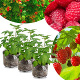 3 Plugs Raspberry Plants Live for Planting, Starter 3-5" in Tall, Sweet Raspberry Plants Bushes Ready for Spring Garden, Cold Hardy, No Pot (Delight Red)