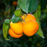 Tangerine Live Tree, Mandarin Citrus Fruit Tree, 2-3 Ft Tall, 1 Gal Pot