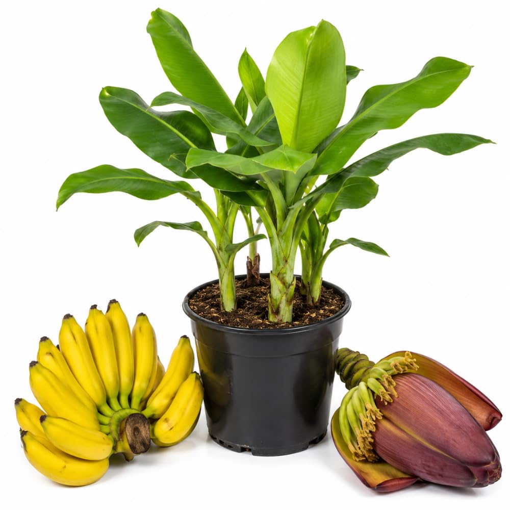 Dwarf Cavendish Banana Plant, Sweet Yellow Fruit, 4-7 Inch Tall, 4 Inch Pot