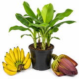 Dwarf Cavendish Banana Plant, Sweet Yellow Fruit, 4-7 Inch Tall, 4 Inch Pot
