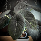 Grey Green Alocasia Live Plant, Rare Tropical Plant, 2-4 Inch Tall
