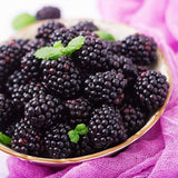 3 Rare BlackBerry Plants Live, Fruit Berry Plant, 3-7 Inch Tall