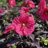 4 Black Leaf Red Hibiscus Plants Live, Large Bloom Shrub, 4-8 Inch Tall
