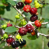 Surinam Cherry Live Plant 4–7" Tall