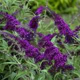 2 Black Buddleia Live Plants, 5-9" Butterfly Bush for Outdoor Gardens