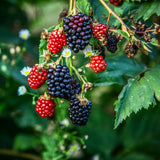 2 Cold Hardy Black Berry Plants, Blackberries Bush, 4-6 Inch Tall