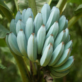 Ice Cream Banana Live Plant, 4-6 Inch Tall Banana Tree