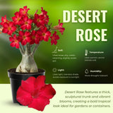 Red Live Desert Rose Plant, Garden Plant, 4-6 Inch Tall
