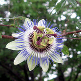 Blue Passion Flower Plant Live, Passiflora Garden Vine, 4-6 Inch Tall