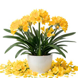 Yellow Clivia Plant Live, Flower Houseplant, 6 Inch Pot