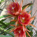 Orange Orchid Cactus Live Plant, Hanging Basket Cactus, 6-8 Inch Tall