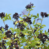 Black Elderberry Plant Live, 6-12 Inch Tall, Fast Growing Ornamental Elderberry Shrub, Outdoor Planting