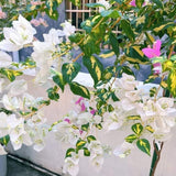 Set 2 Coconut Ice Bougainvillea Live Plant 5-7 Inch Tall