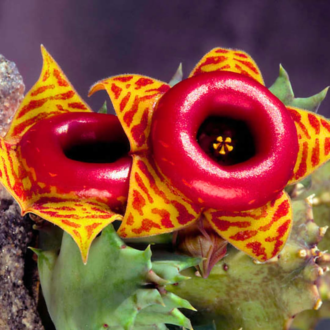 2 Starfish Cactus Succulent Live Plants, Succulent Plant, 2 Inch Pot