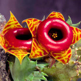 2 Starfish Cactus Succulent Live Plants, Succulent Plant, 2 Inch Pot
