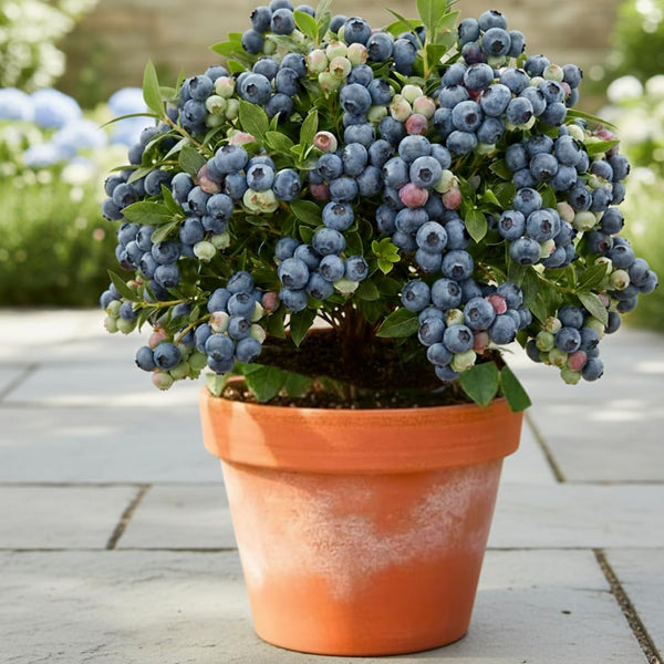 2 Top Hat Live Blueberry Plants, Ready to Grow Plant, 4-7 Inch Tall