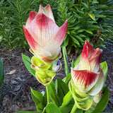2 White Pink Ginger Live Plants, Ornamental Flowering Ginger Plant for Indoor Outdoor, Colorful Blooming Gingers 4-6 Inches