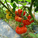 Big Red Tomato Live Plant 4-7 Inch Tall, 4 Inch Pot