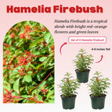 3 Hamelia Firebush Live Plant, Hamelia Plant Live, 4-6 Inch Tall