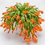 Orange Live Holiday Cactus Plant, Tropical Houseplant, 5-9 Inch Tall