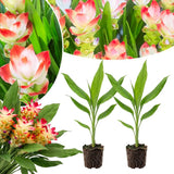 2 White Pink Ginger Live Plants, Ornamental Flowering Ginger Plant for Indoor Outdoor, Colorful Blooming Gingers 4-6 Inches