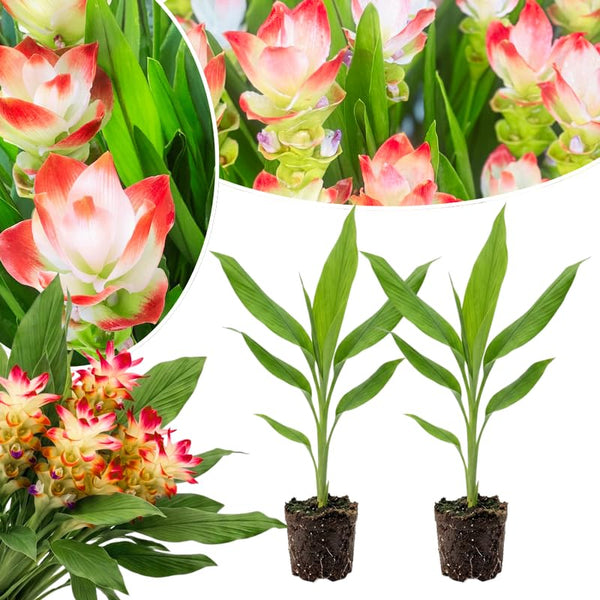 2 White Pink Ginger Live Plants, Ornamental Flowering Ginger Plant for Indoor Outdoor, Colorful Blooming Gingers 4-6 Inches