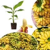 Tiny Banana Live Plant, Starter Plant, 4-6 Inch Tall