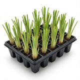 5 Lemongrass Plants Live, Easy Grow Garden Seeds