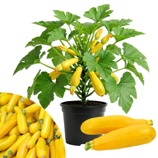 2 Yellow Live Zucchini Plants, Vegetable Plant, 4-6 Inch Tall, 4 Inch Pot