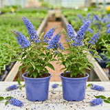 2 Light Blue Buddleia Live Plants, 5-9" Butterfly Bush for Outdoor Gardens