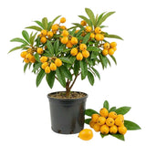 Golden Loquat Live Plant, Hardy Fruit Tree Plant, 8-10 Inch Tall