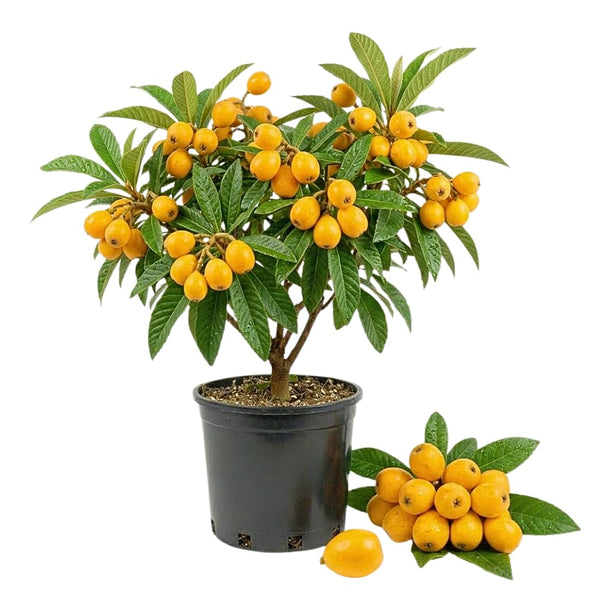 Golden Loquat Live Plant, Hardy Fruit Tree Plant, 8-10 Inch Tall