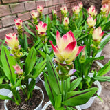 2 White Pink Ginger Live Plants, Ornamental Flowering Ginger Plant for Indoor Outdoor, Colorful Blooming Gingers 4-6 Inches