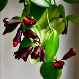Purple Star Lipstick Plant Live, Well-Rooted Houseplant, 4 Inch Pot