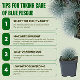 Blue Fescue Live Plant, Perennial Garden Grass, 3-6 Inch Tall, 4 Inch Pot