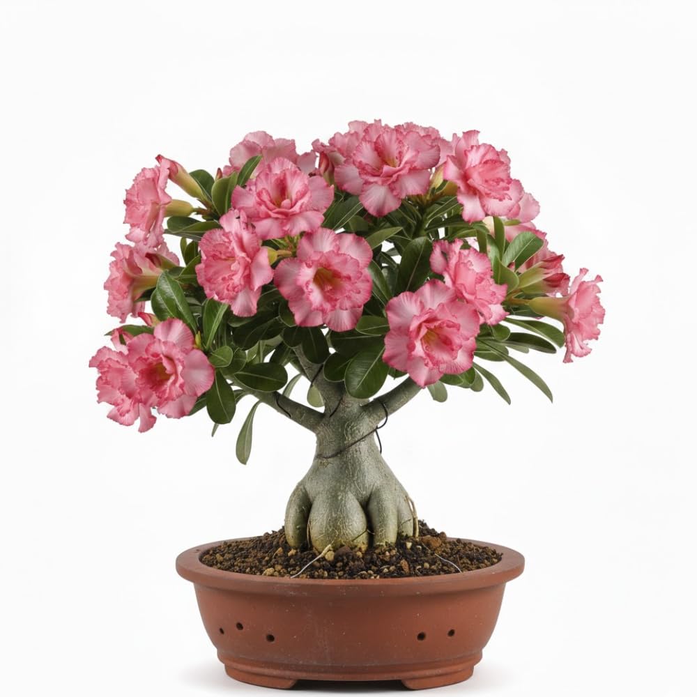 Pink Desert Rose Live Plant, Home Garden Plant, 4-6 Inch Tall