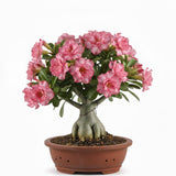 Pink Desert Rose Live Plant, Home Garden Plant, 4-6 Inch Tall
