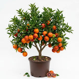 Blood Orange Live Plant in 1 Gallon Pot, 24–30 Inch Tall