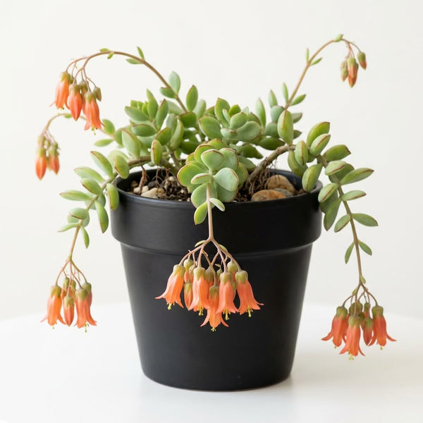 Cotyledon Pendens Succulent Plant Live, Cliff Cotyledon Plant, 2 Inch Pot