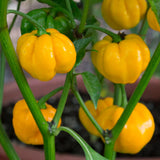 Jamaican Yellow Pepper Plants Live, Pepper Plant, 4-7 Inch Tall, 4 Inch Pot