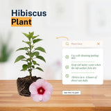 Pack 2 Red Pink Hibiscus Plant Live 5-7 Inch Tall