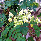 2 Moringa Oleifera Live Plants, Fast Growing Herb Tree, 3-6 Inch Tall