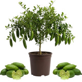 Green Finger Lime Tree Plant Live, 1-2Ft Tall, Fruit Plant, 1 Gallon Potted